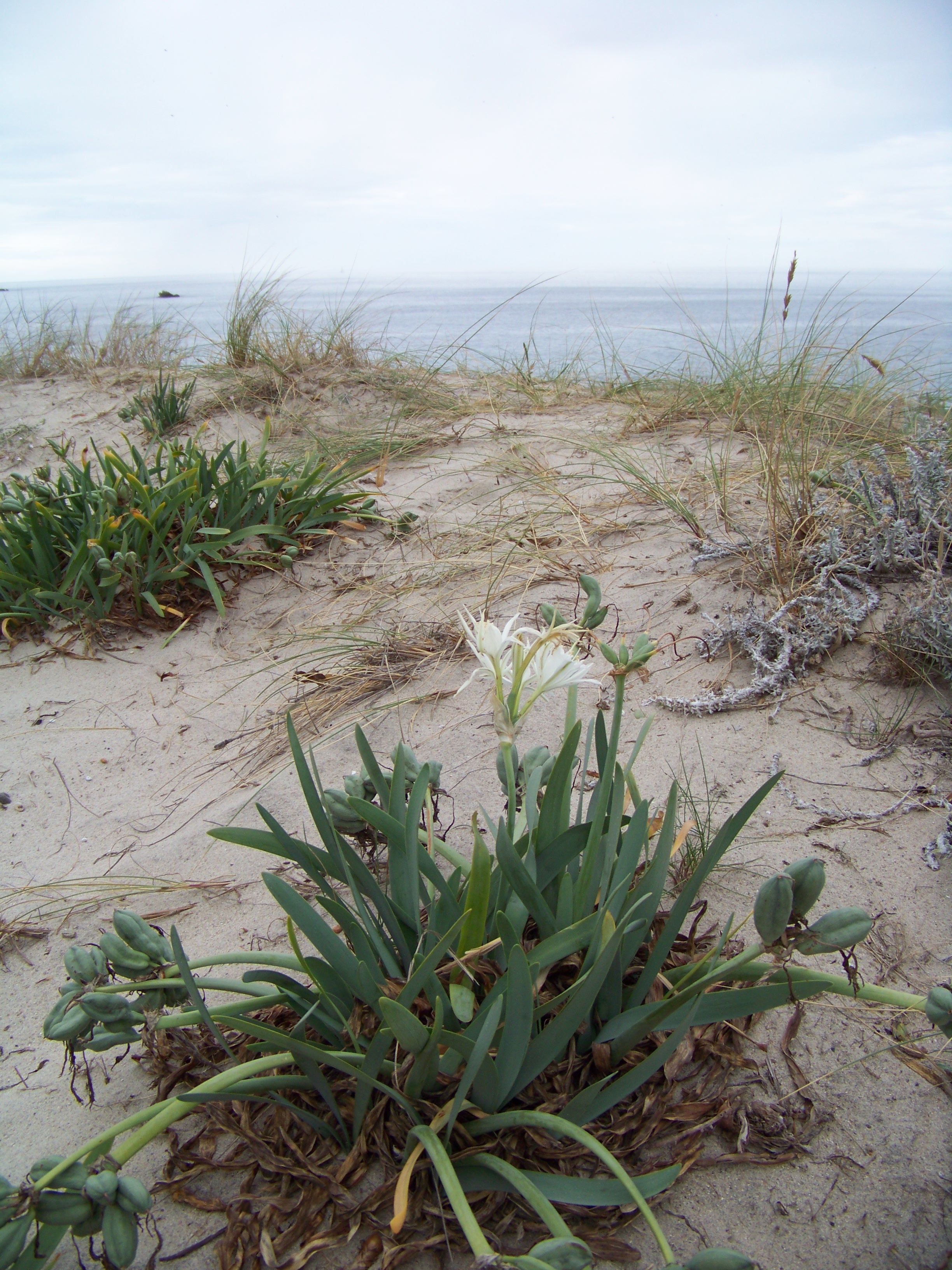 9 54 Esa Flor Blanca Que Se Ve Cuando Se Pincha En Leer Mas Y Luego Sobre La Fotografia Se Llama Azucena De Mar Y Cebolla De Las Gaviotas Toda La Planta Cuyas