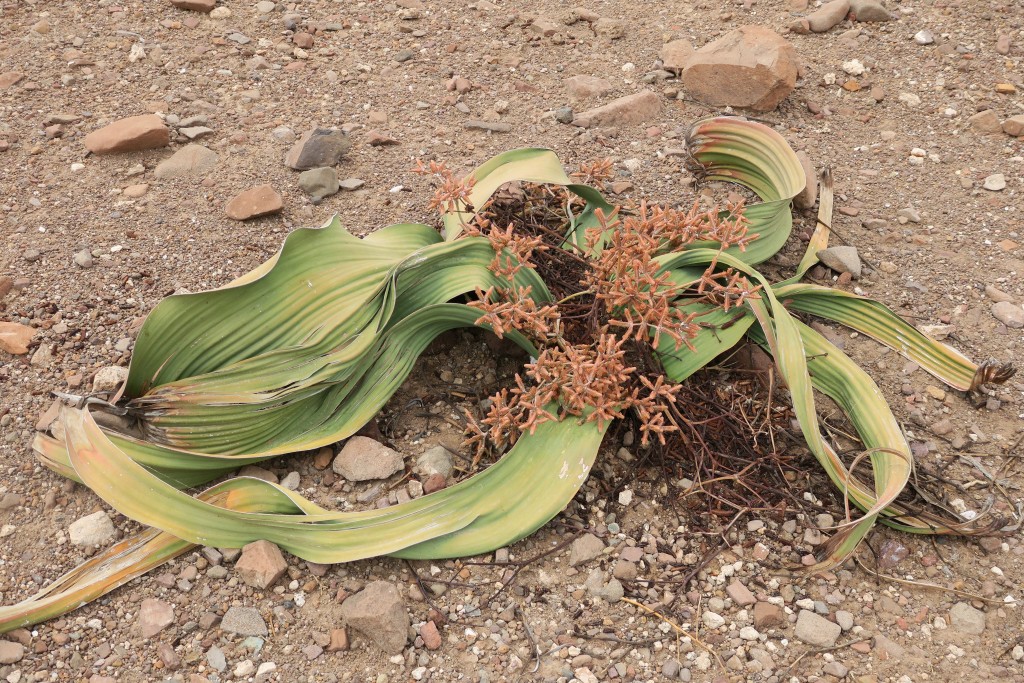 Welwitschia Aceytuno