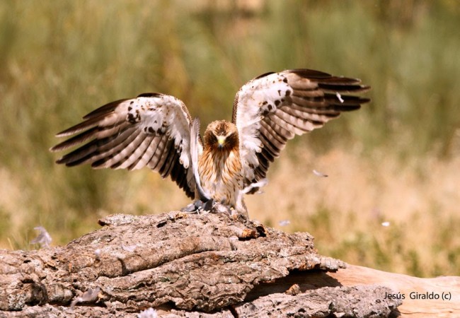 Águila calzada, definida por Ignacio García Dios - Aceytuno